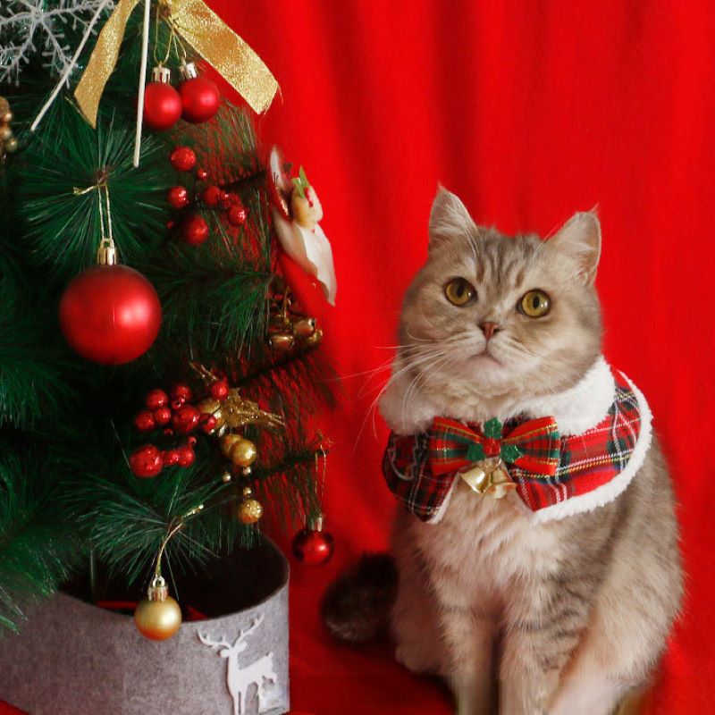Cat Christmas Cloak Pet New Ye - Winter Clothing Accessories review and price